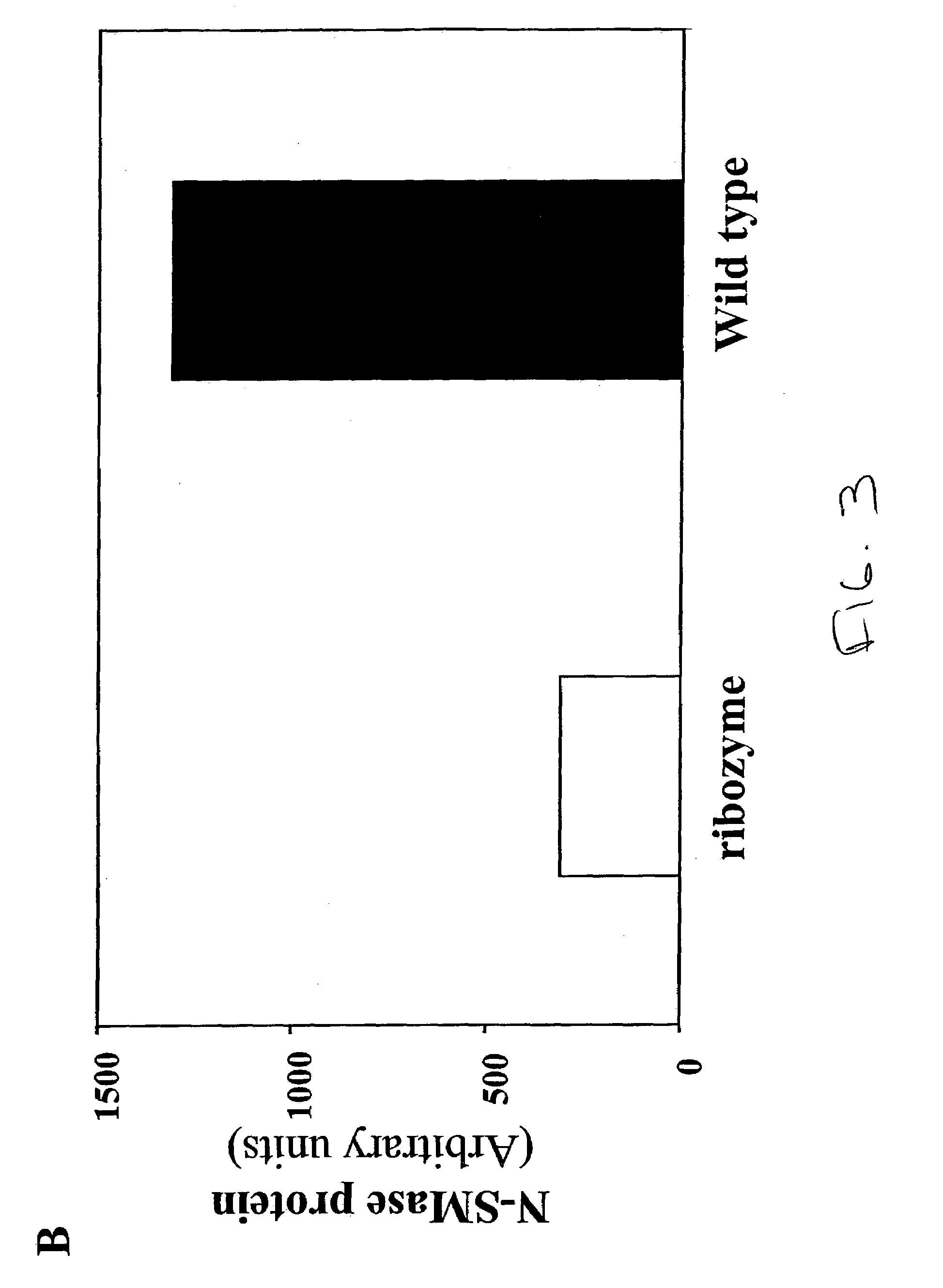 Neutral sphingomyelinase antisense ribozyme and uses thereof