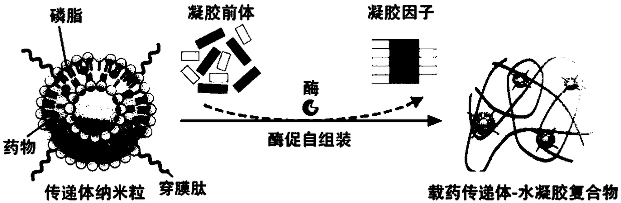 Small molecule hydrogel-nanoparticle compound drug carrier and application thereof in skin/mucosa drug delivery system