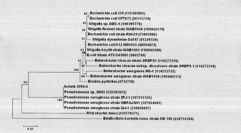 Strain for degrading wool scale layer