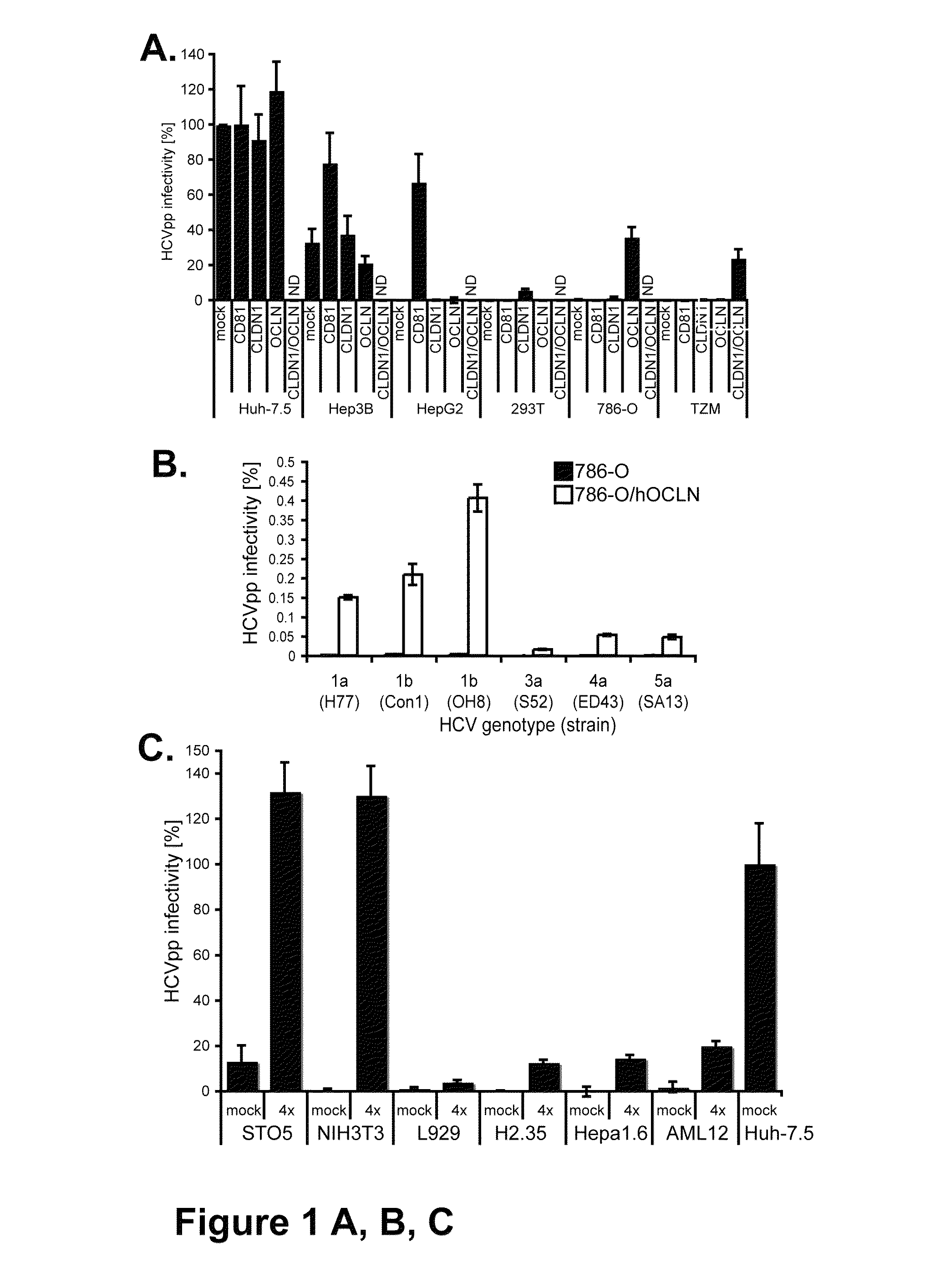 HCV entry factor, Occludin