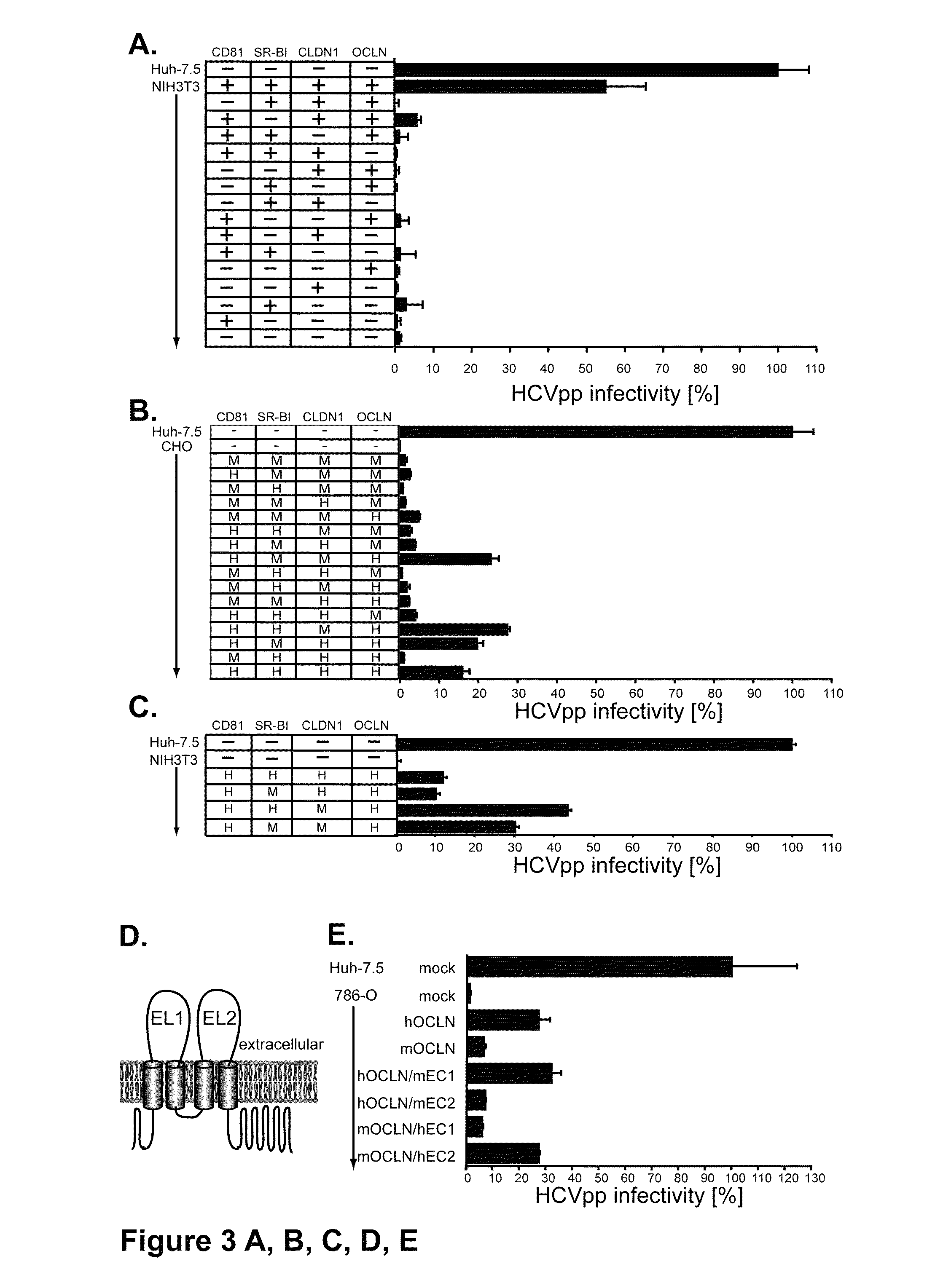 HCV entry factor, Occludin