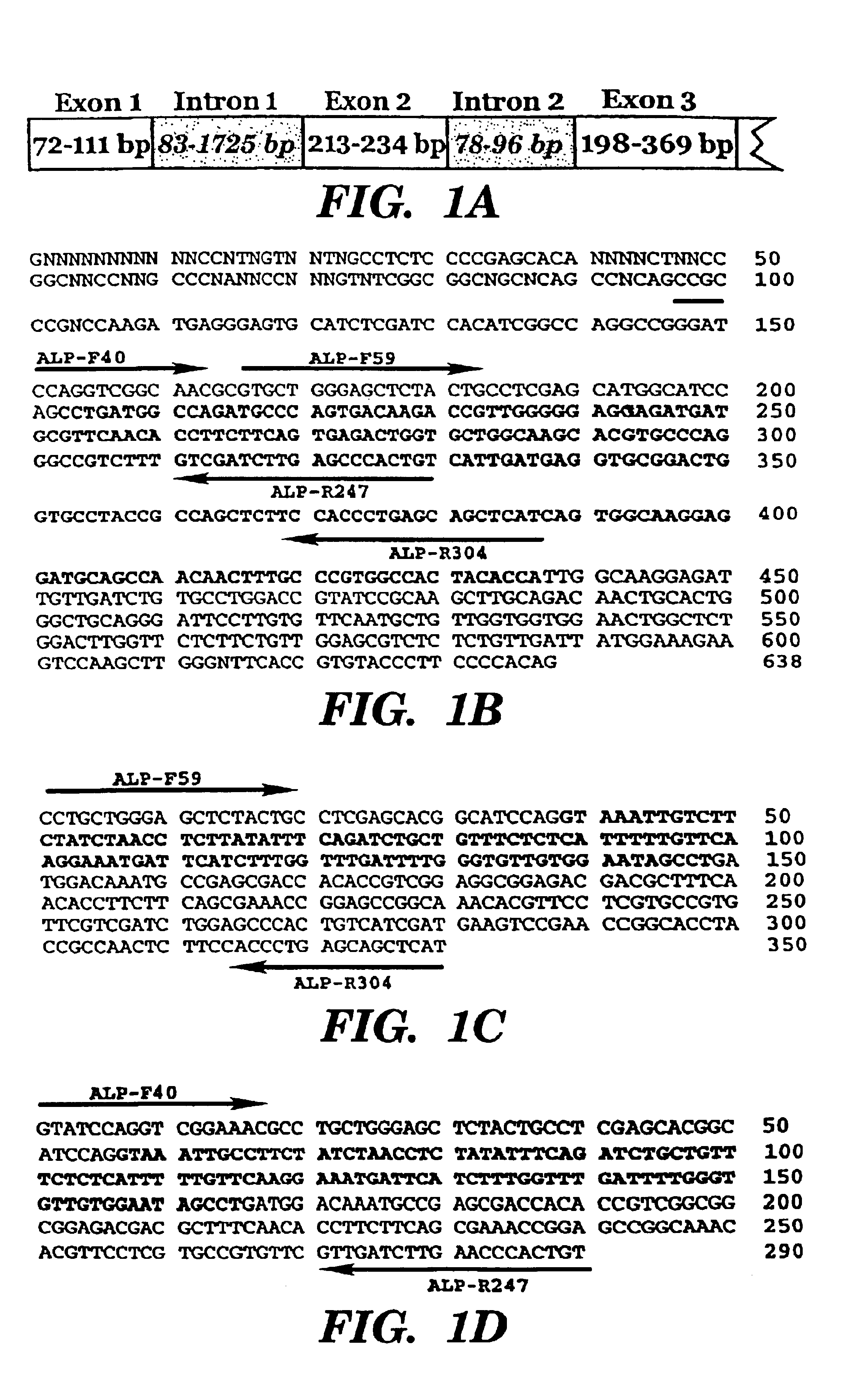 Constitutive α-Tubulin promoter from coffee plants and uses thereof