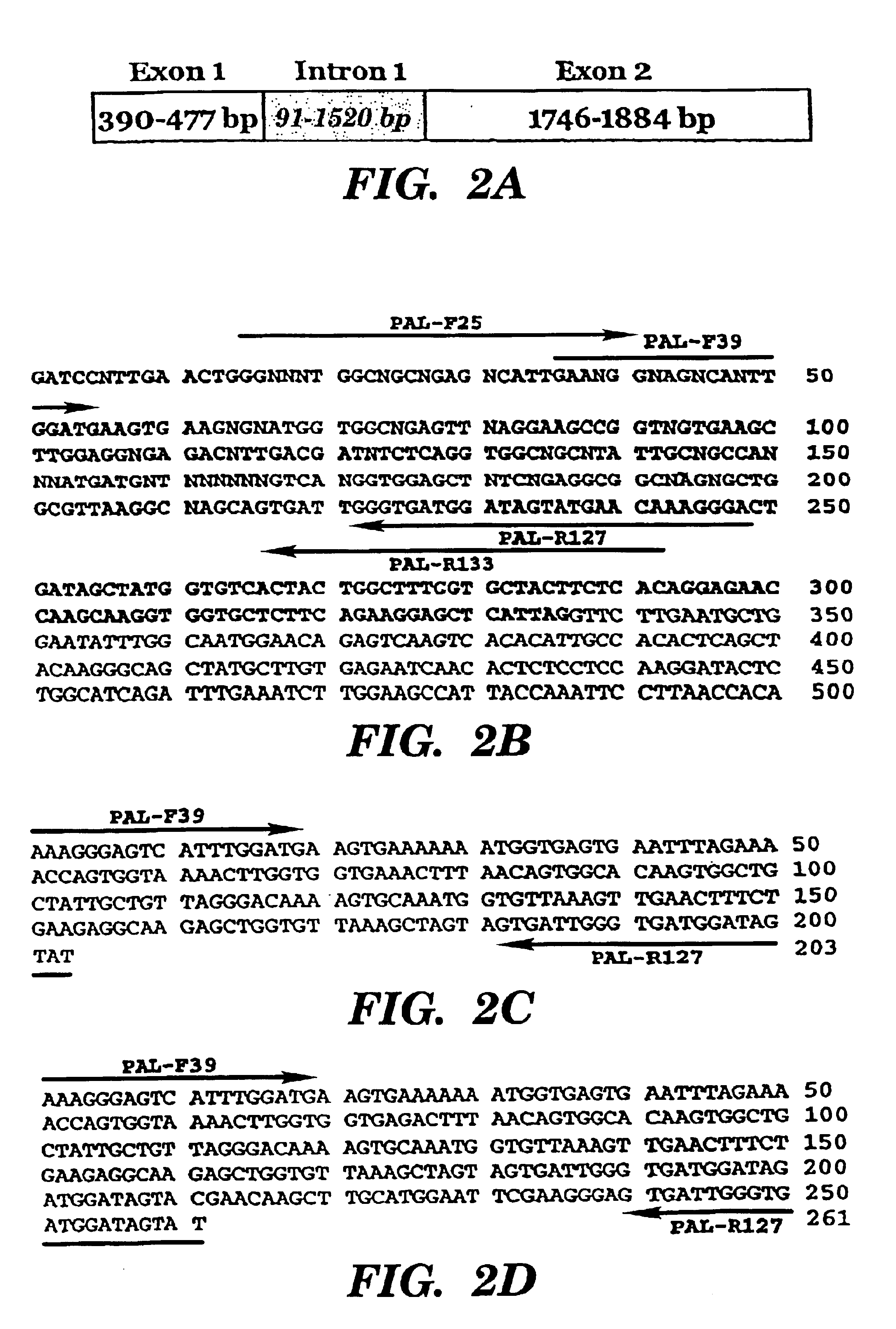 Constitutive α-Tubulin promoter from coffee plants and uses thereof