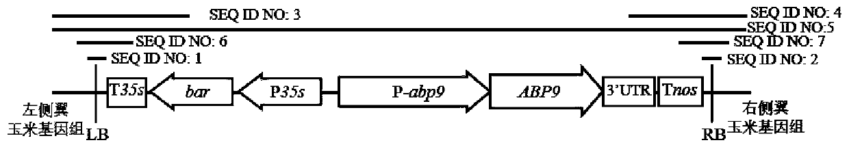 Nucleotide sequence for detecting maize plant NAZ-4 and detection method of nucleotide sequence