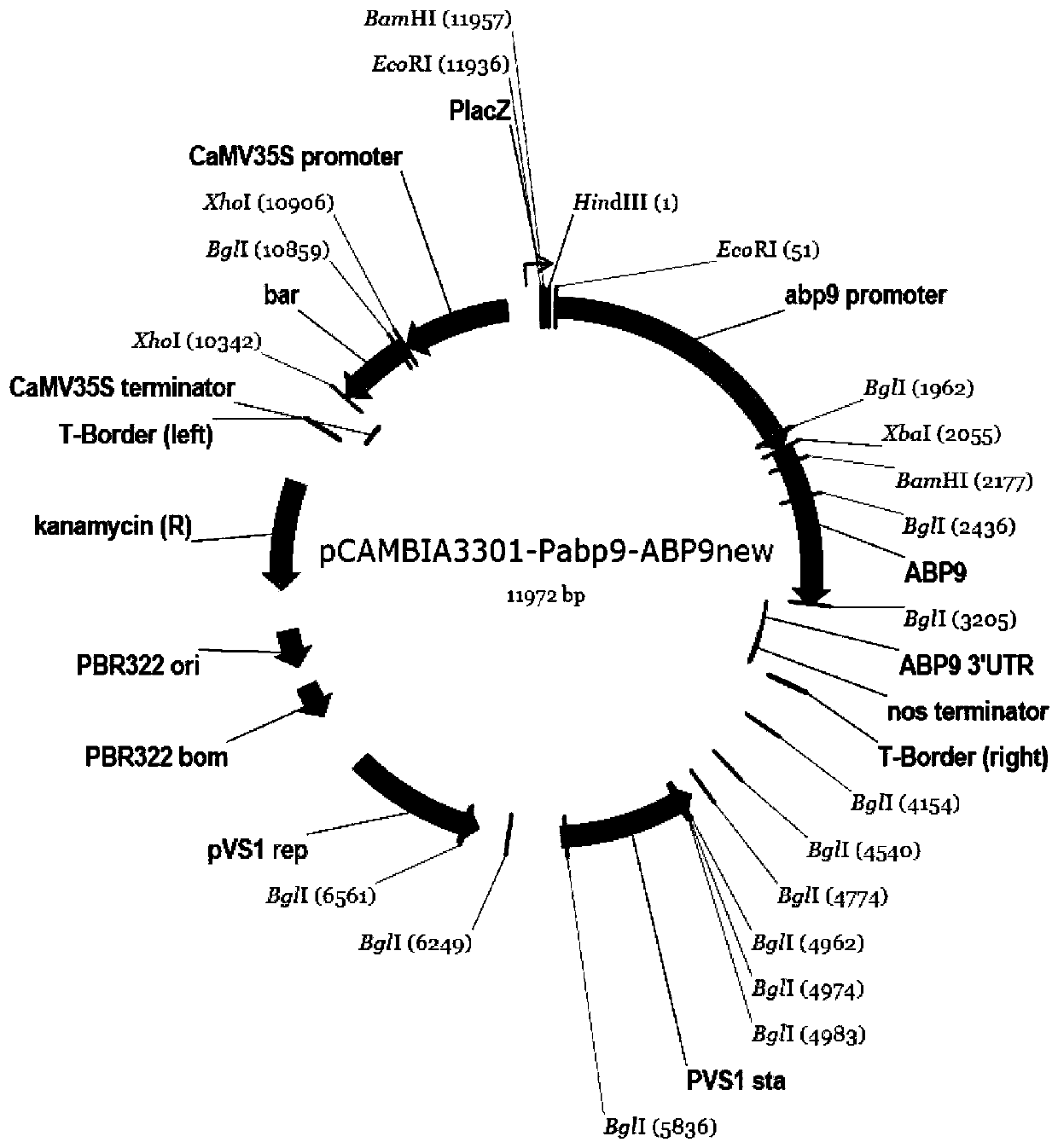 Nucleotide sequence for detecting maize plant NAZ-4 and detection method of nucleotide sequence