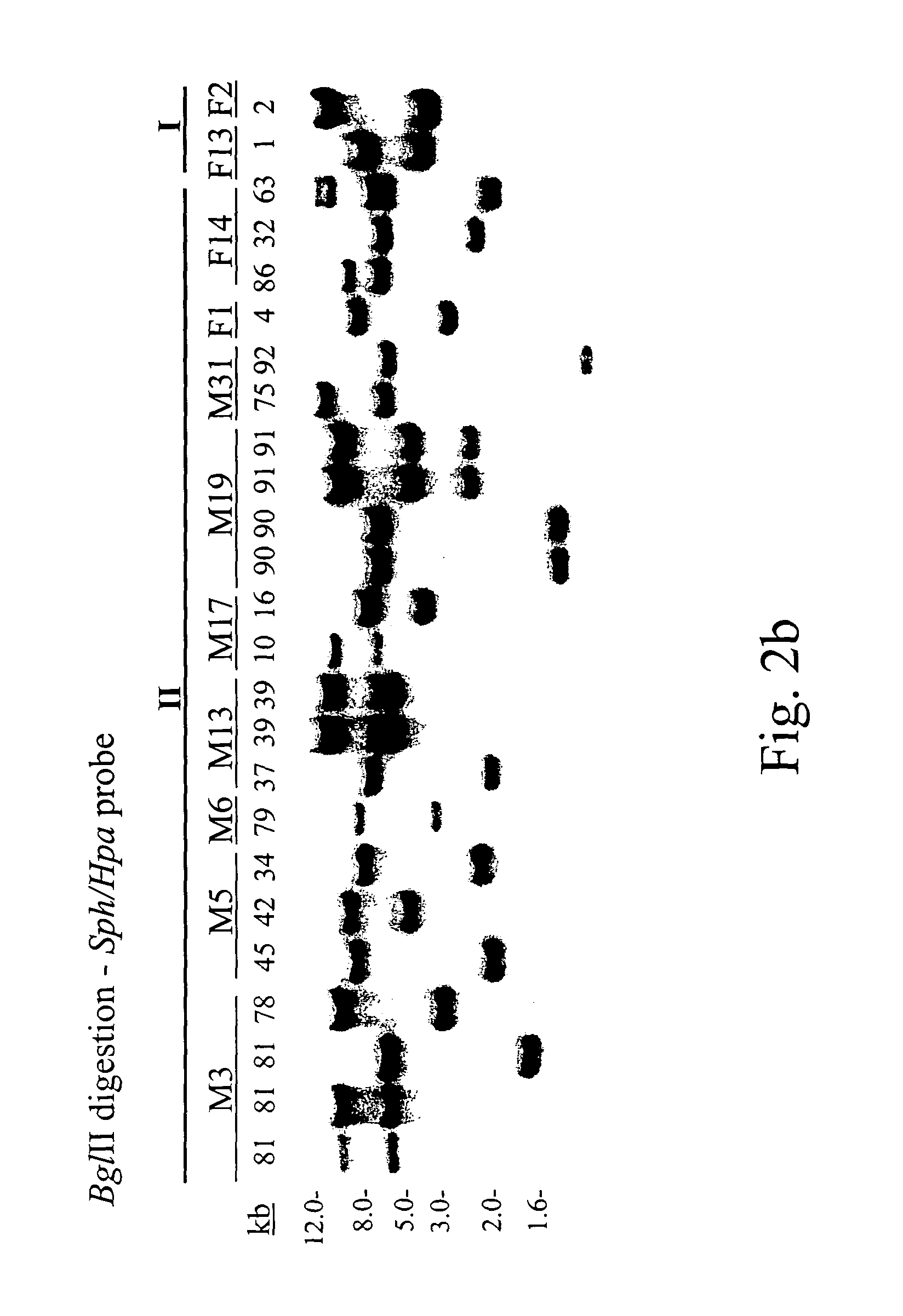 PiggyBac transformation system