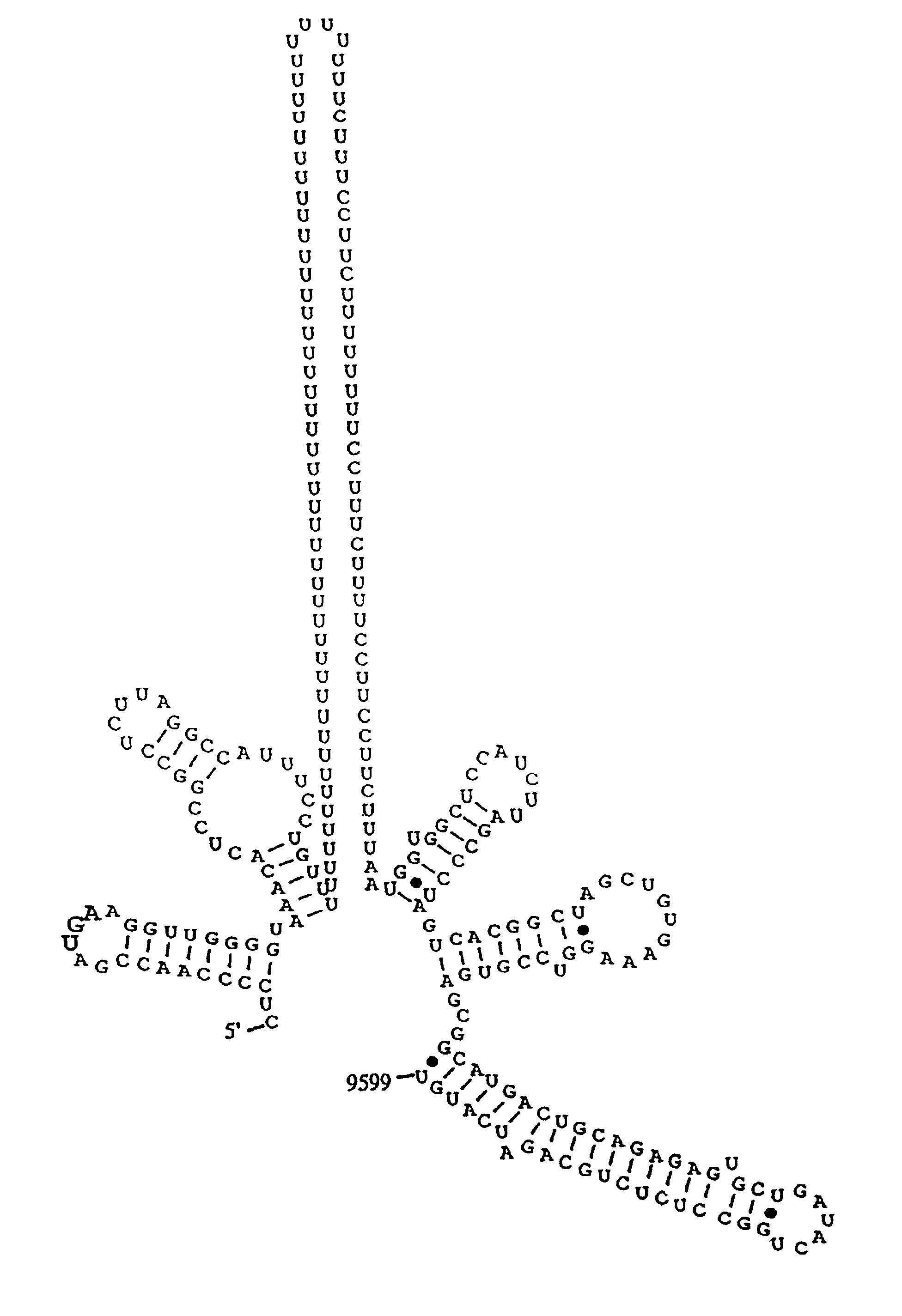 3′terminal sequence of hepatitis C virus genome and diagnostic and therapeutic uses thereof