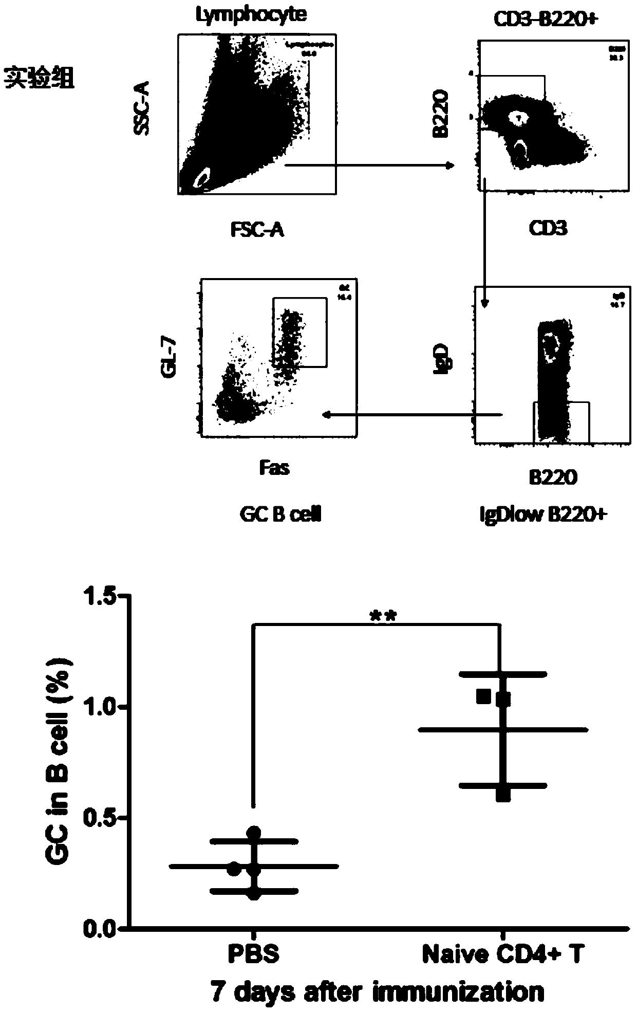 CD127 resisting antibody, cell strain for secreting antibody and preparation method and application of antibody