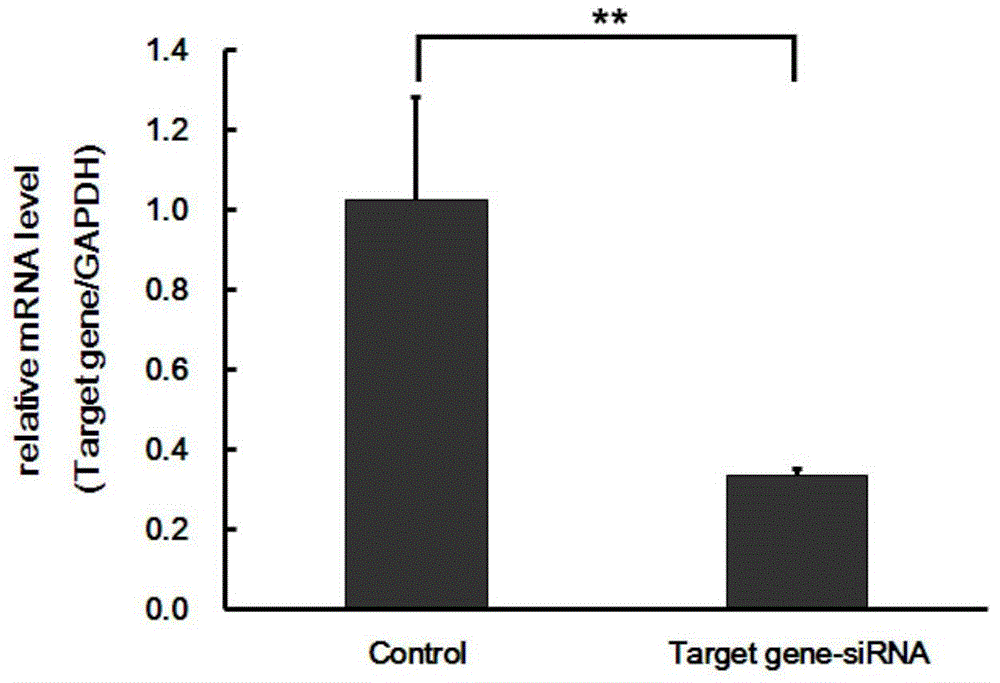 Uses and related drugs of human RBM17 gene