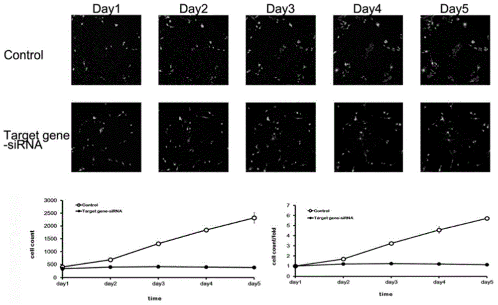 Uses and related drugs of human RBM17 gene