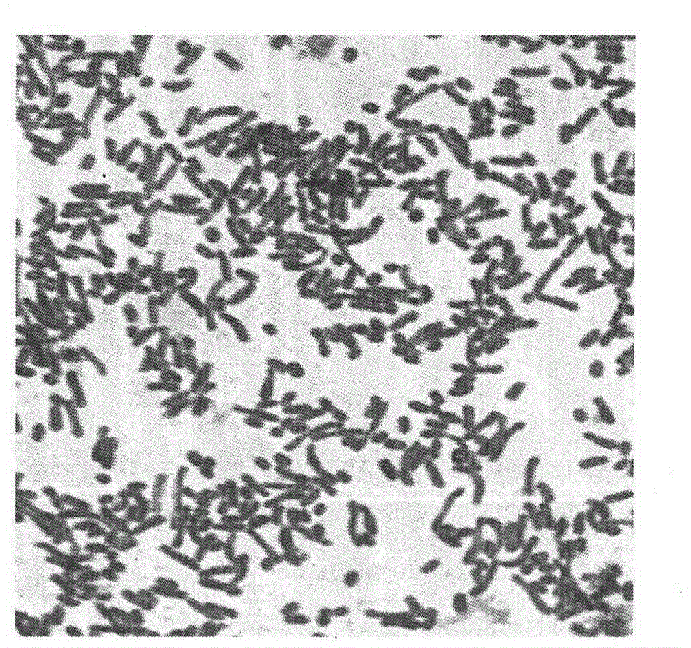 Coenzyme Q10 fermentation process and control strategy