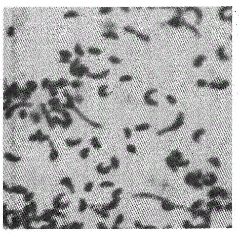 Coenzyme Q10 fermentation process and control strategy