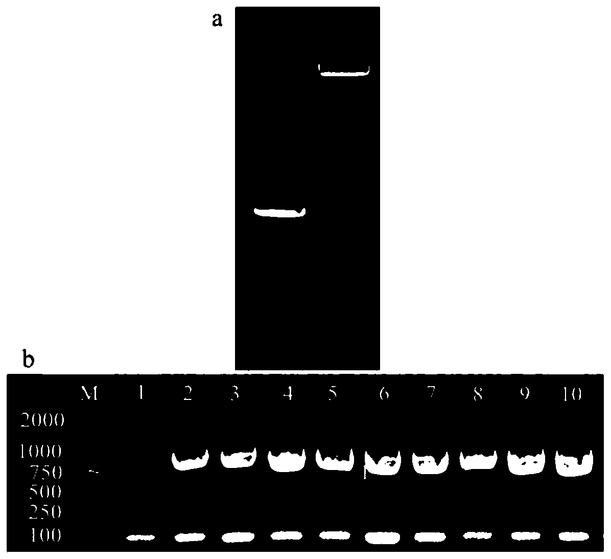 Cymbidium goeringii CgWRKY65 gene and application thereof