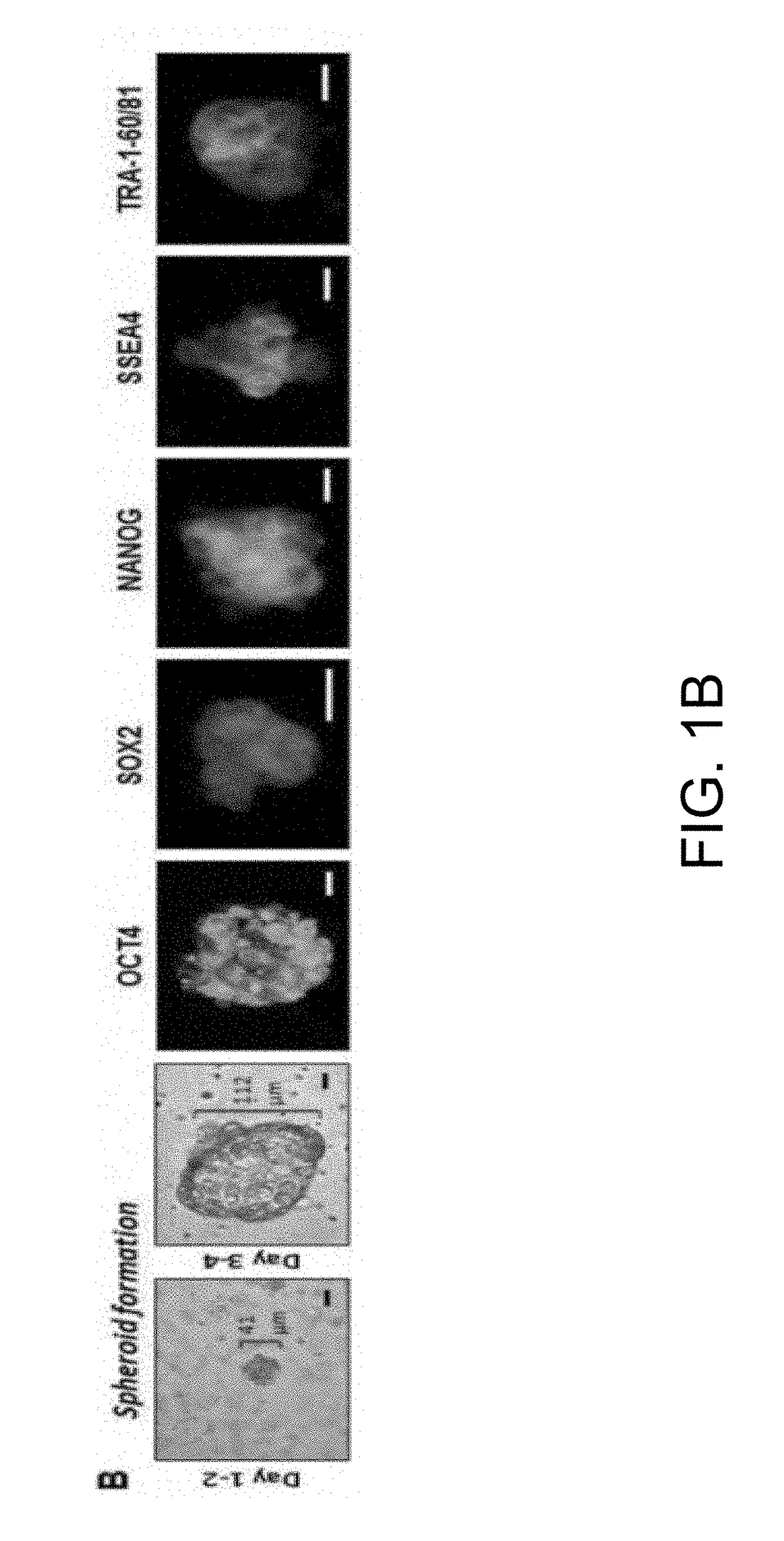 Infant feed and method