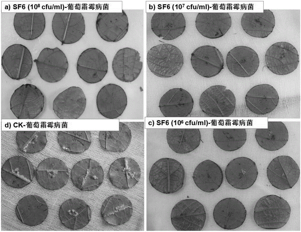 Application of yeast-like fungus to inhibit downy mildew