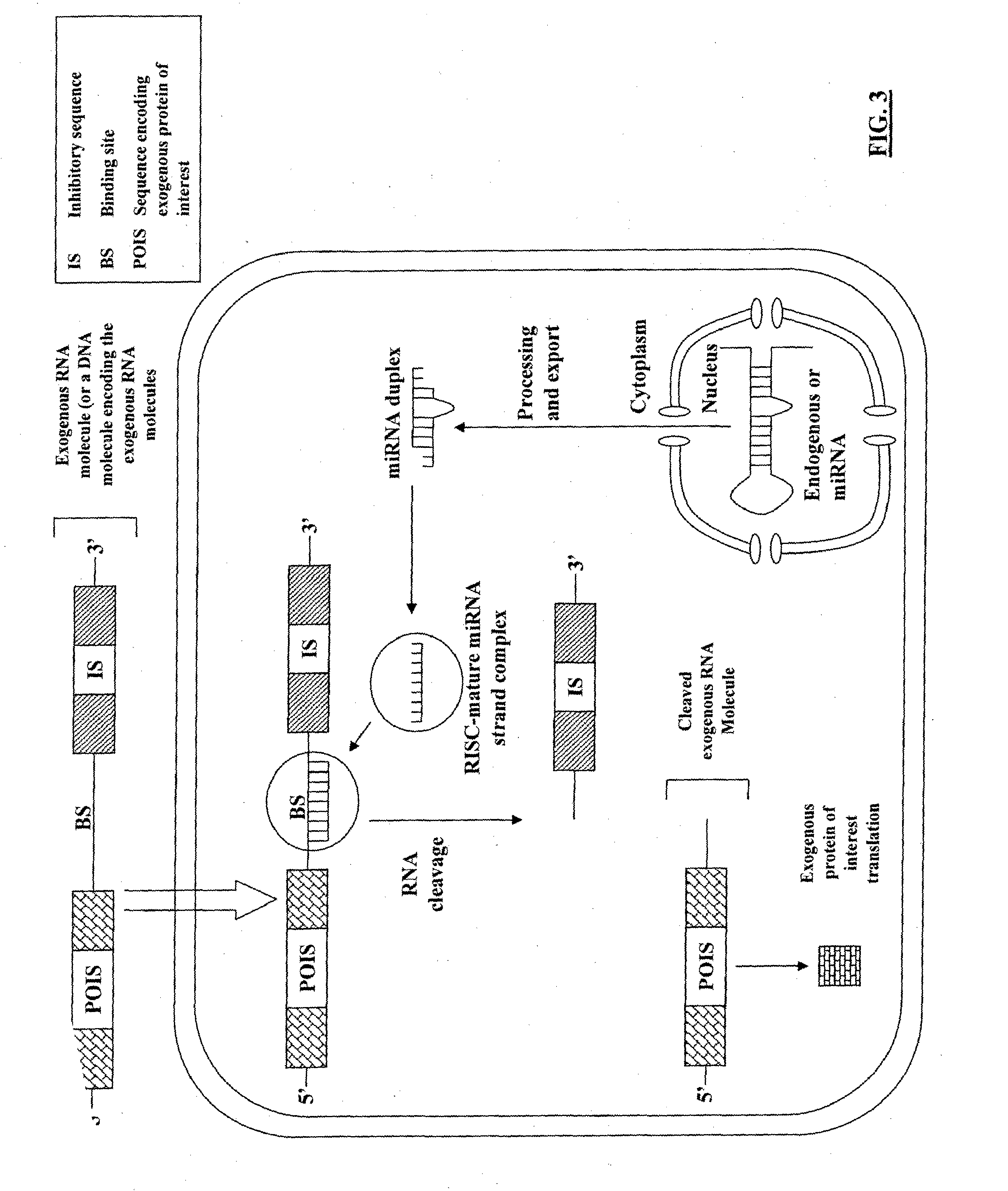 COMPOSITIONS AND METHODS FOR ACTIVATING EXPRESSION BY A SPECIFIC ENDOGENOUS miRNA