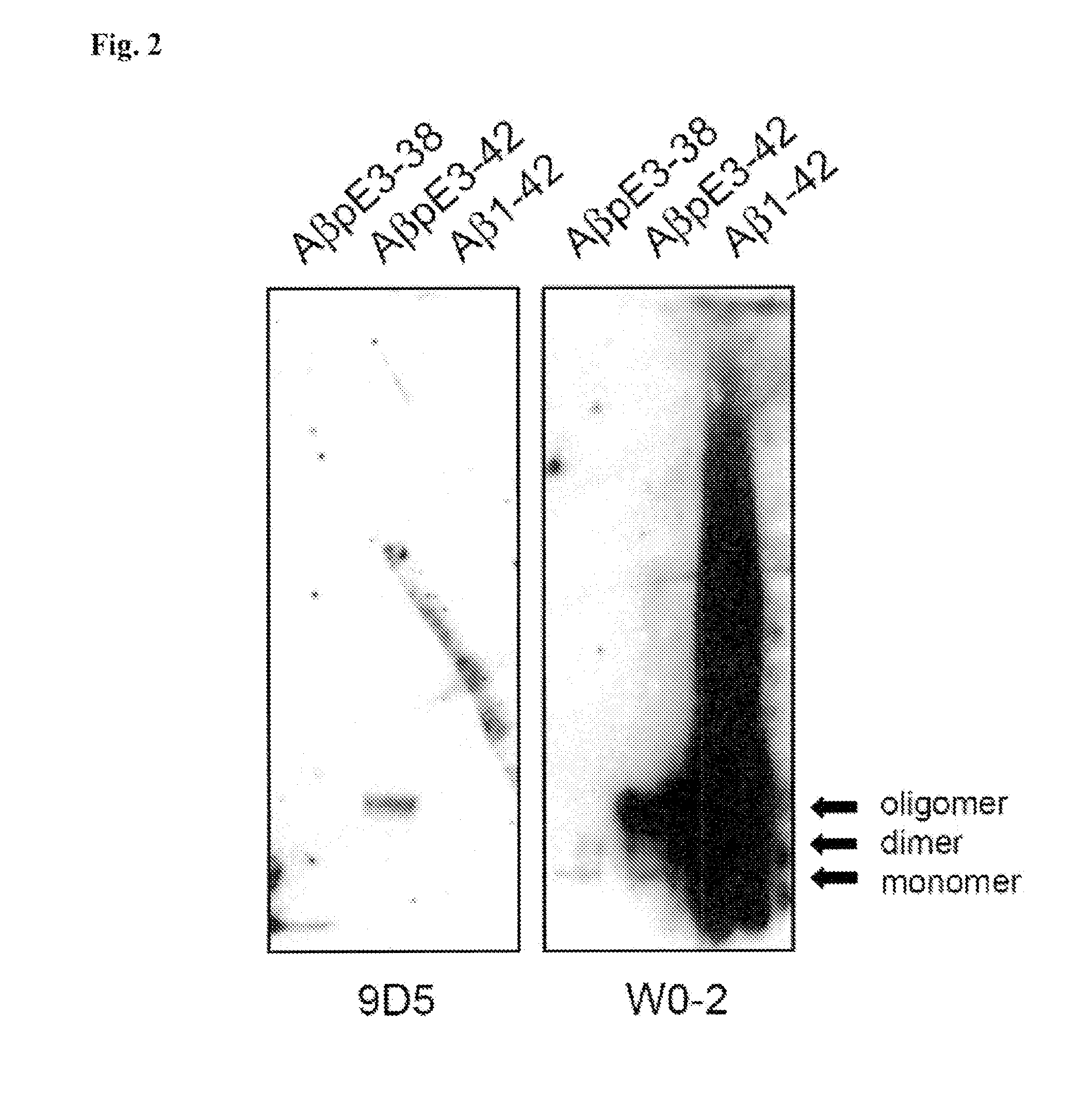 Monoclonal antibodies targeting amyloid beta oligomers