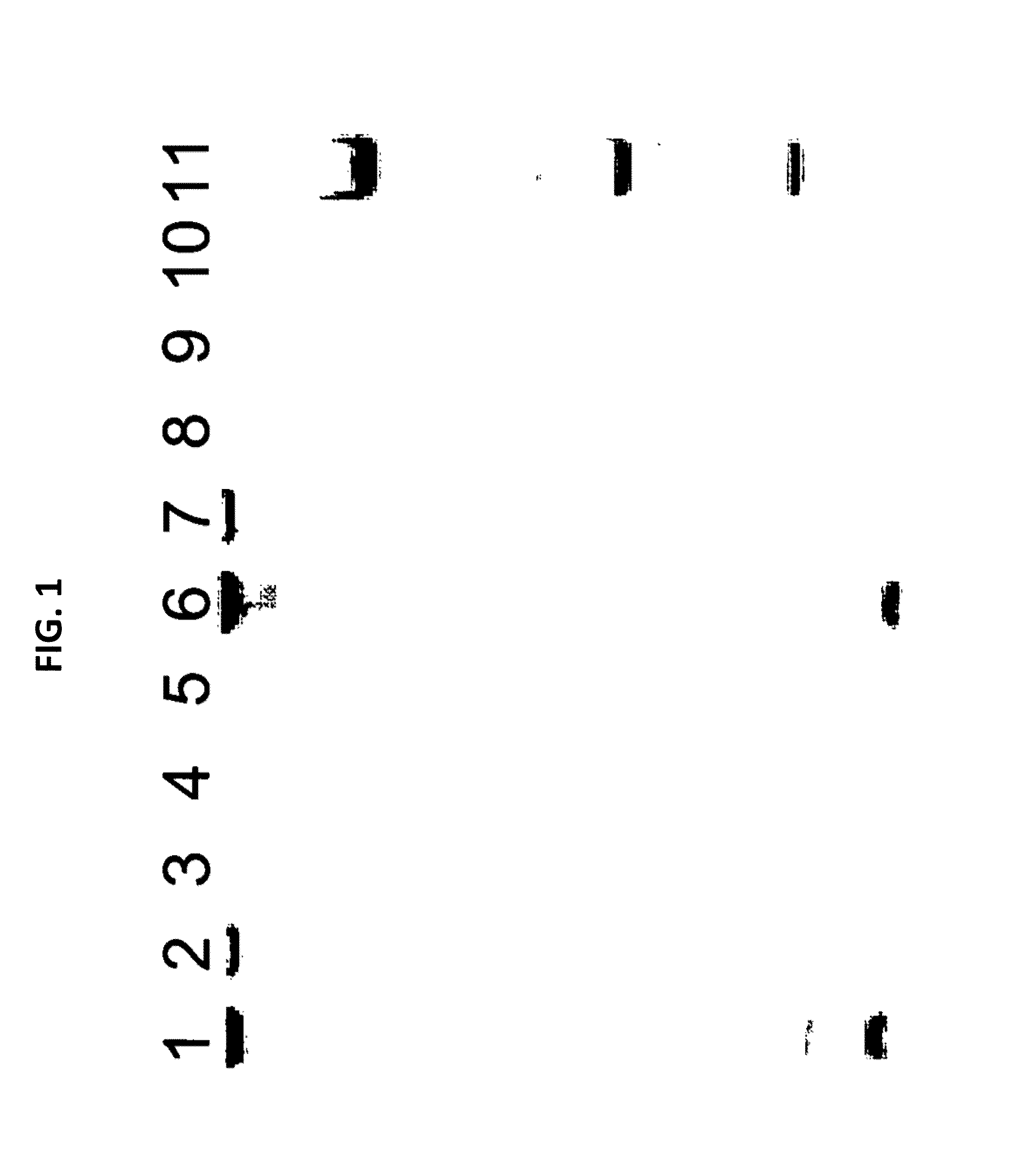 Detection of bacterial (mollicutes) contamination