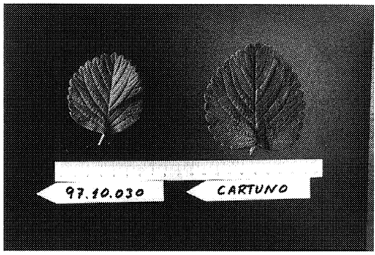 Strawberry plant named `Sabrosa`