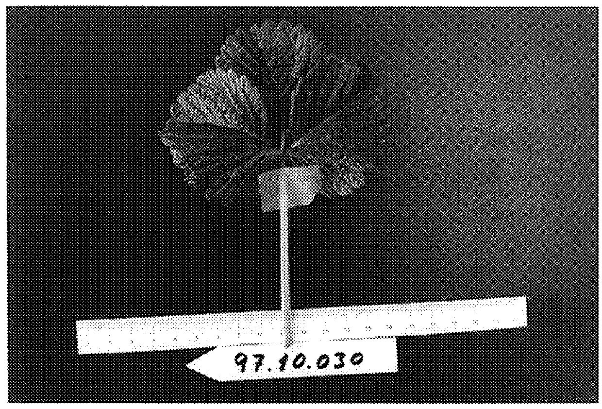 Strawberry plant named `Sabrosa`