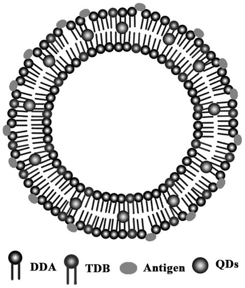 A cationic liposome influenza vaccine capable of loading quantum dots and its preparation method