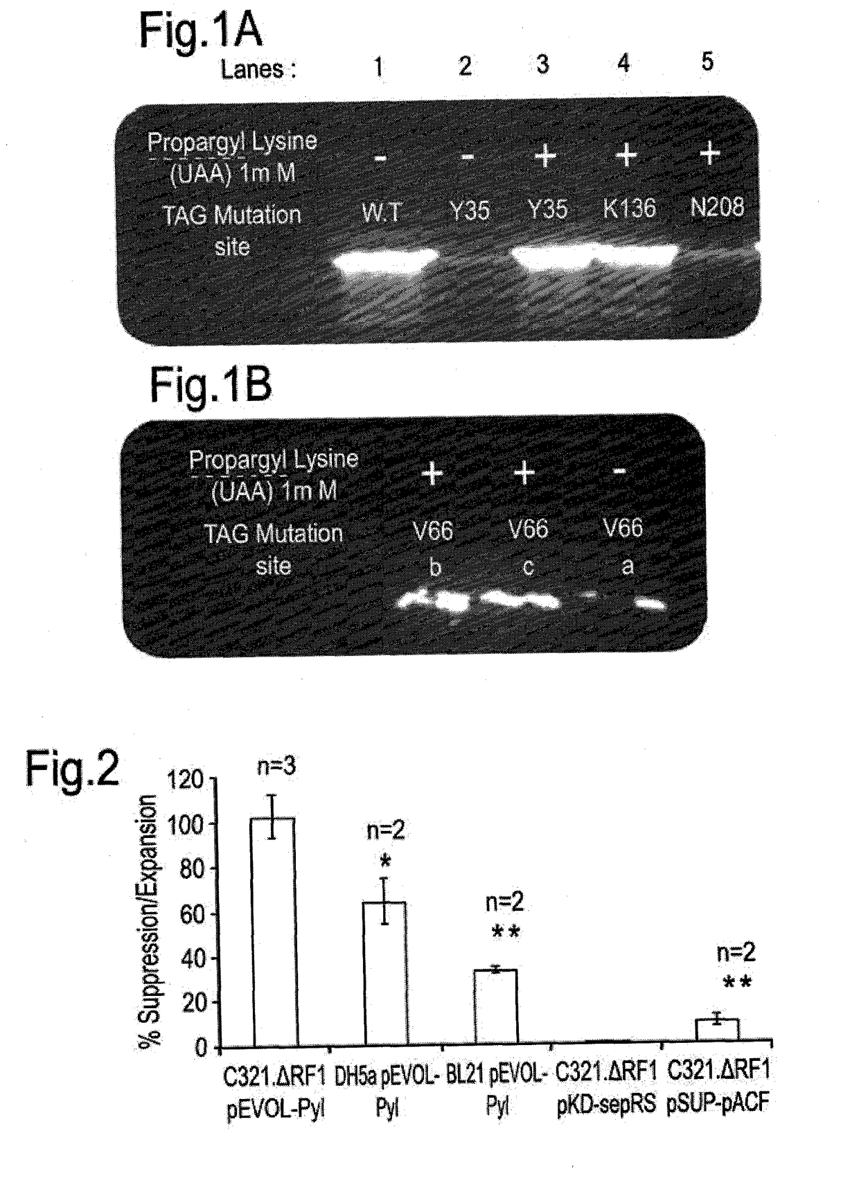 Genetically expanded cell free protein synthesis systems, methods and kits