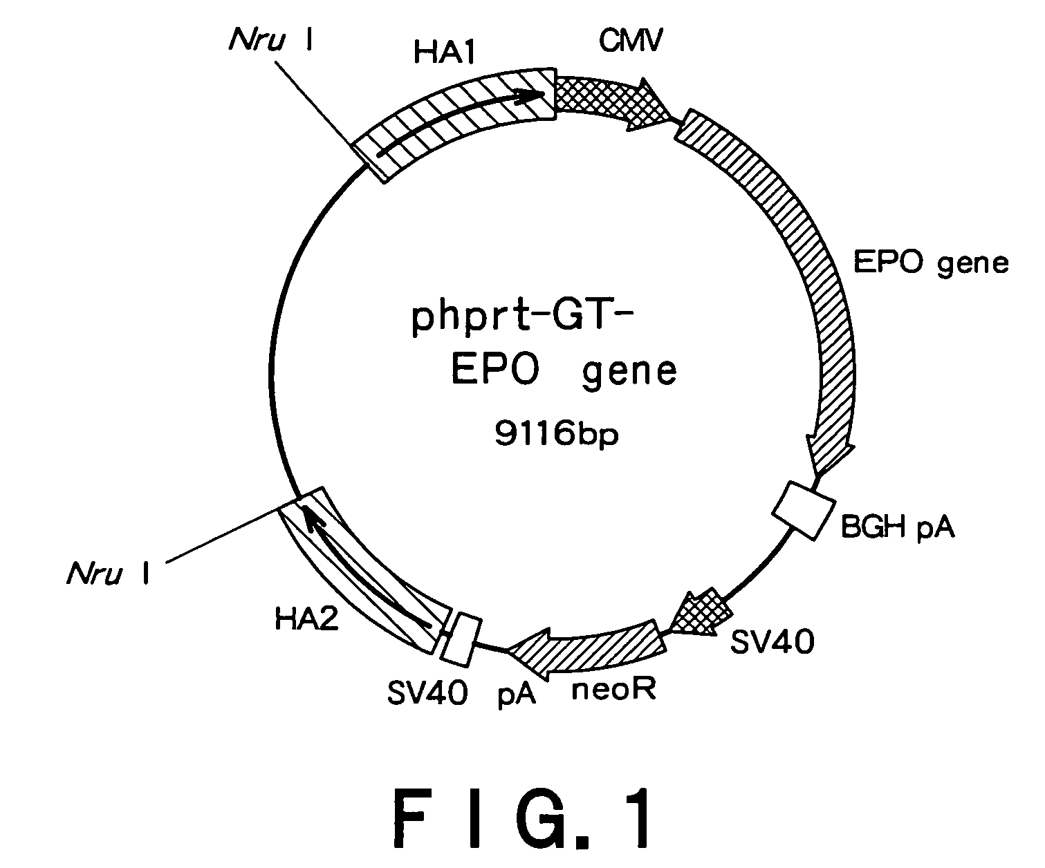 Recombinant mammal cells, method of producing thereof, and method of producing proteins of interest