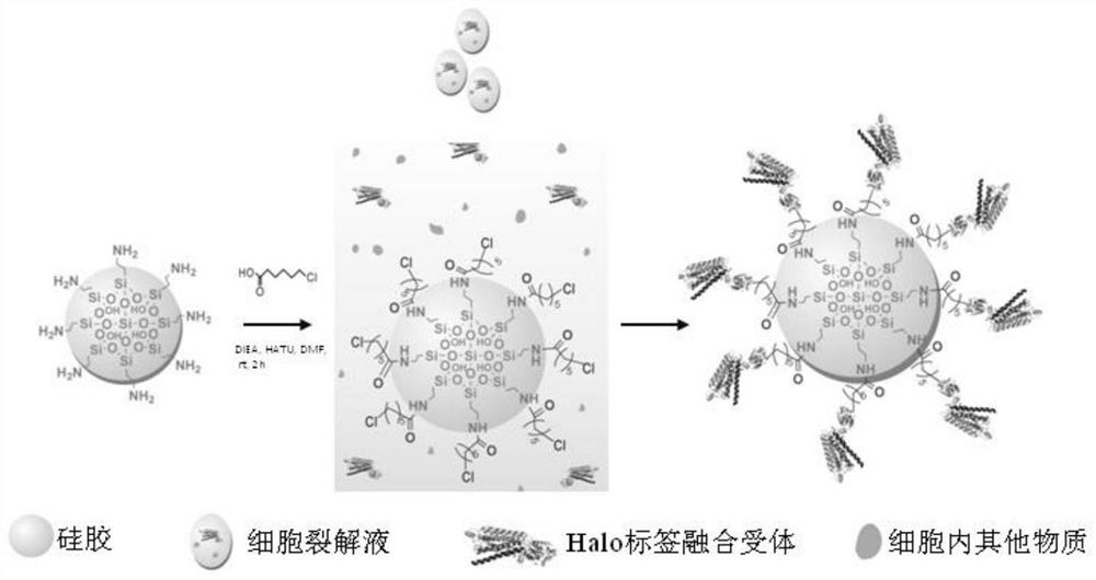 Protein one-step directional immobilization method based on Halo-tag specific dehalogenation reaction