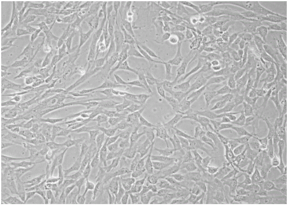 Bletilla striata polysaccharide hydrogel, culture medium and application thereof as well as method of inducing differentiation of umbilical cord mesenchymal stem cells to corneal epithelial cells