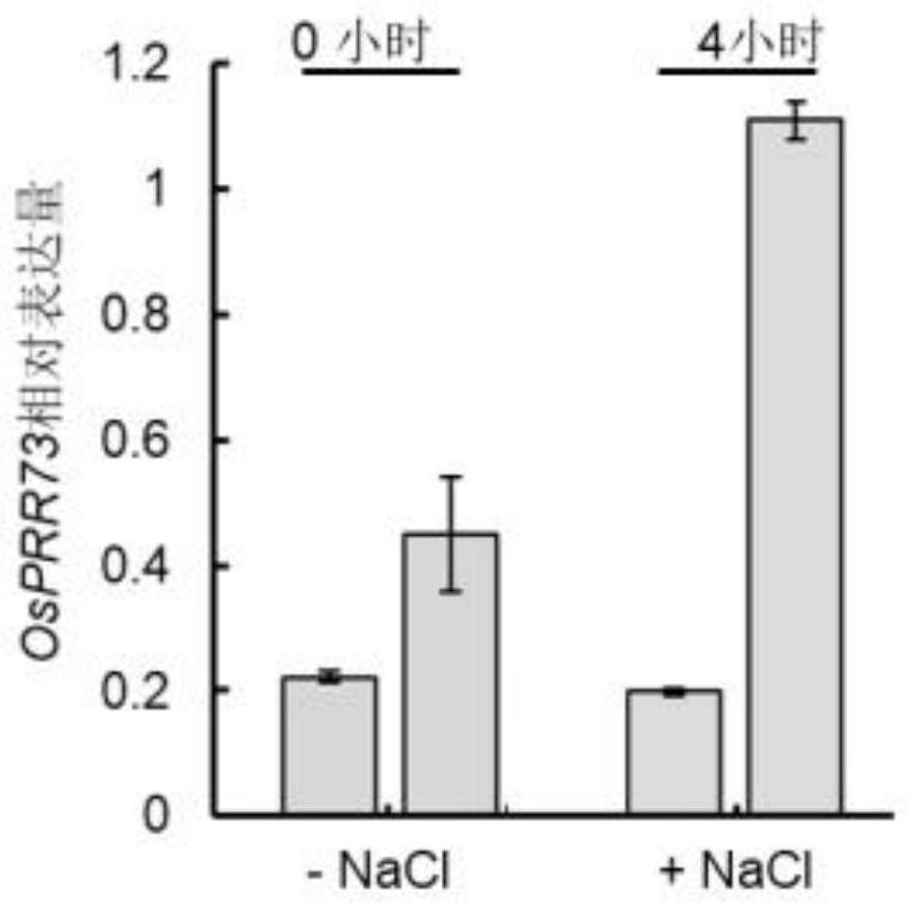 Method for regulating plant salt tolerance and salt tolerance related protein