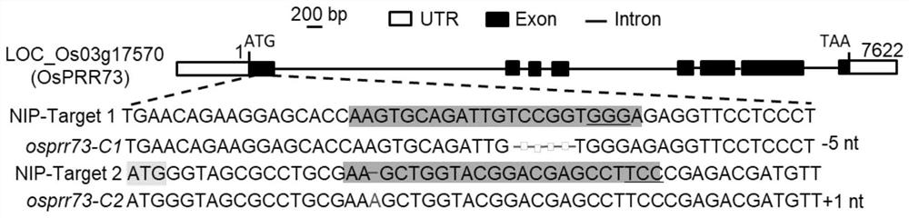 Method for regulating plant salt tolerance and salt tolerance related protein