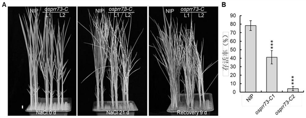 Method for regulating plant salt tolerance and salt tolerance related protein