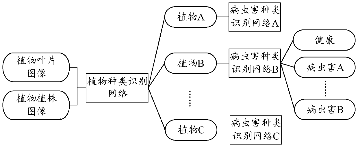 Disease and pest identification method and device