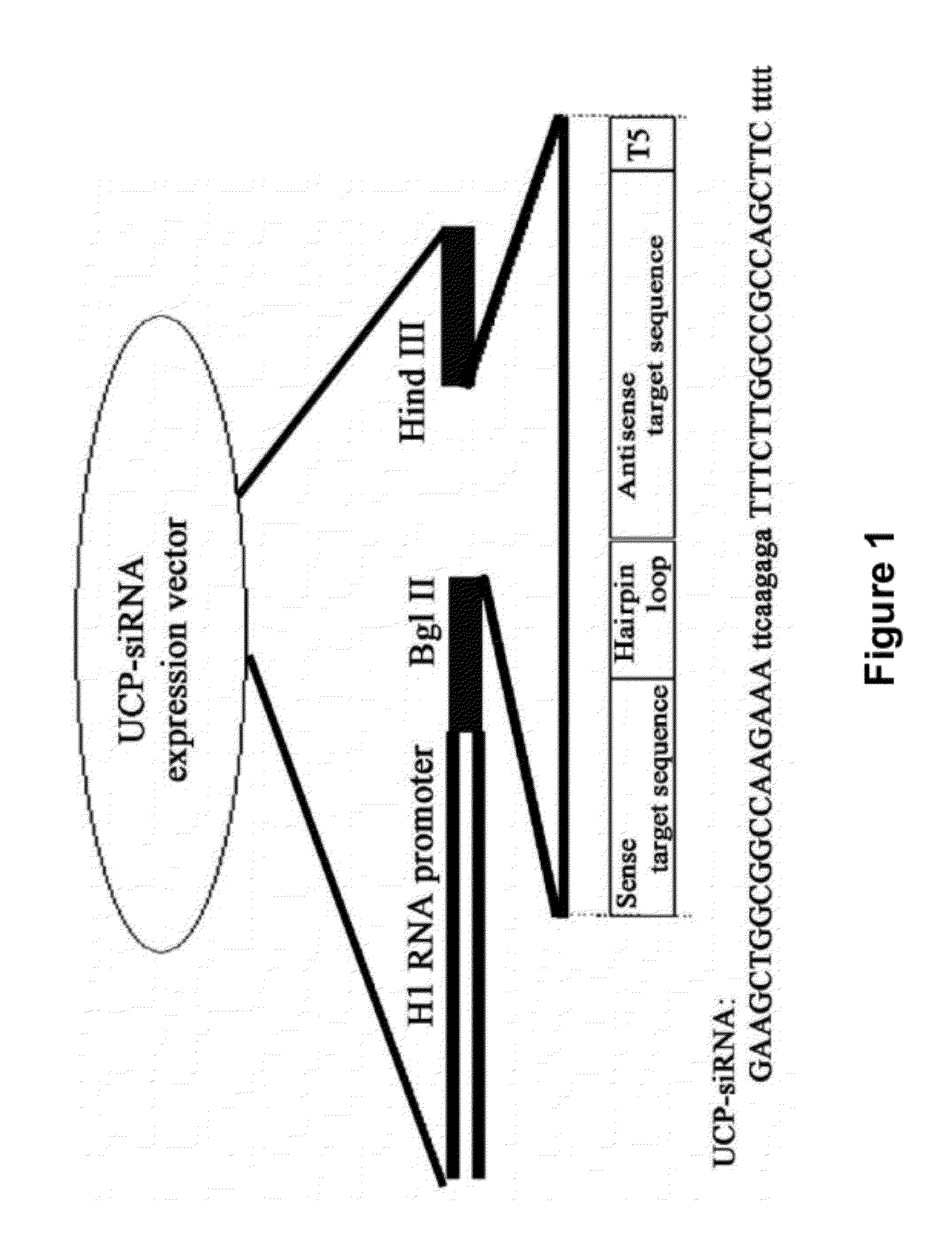 Method for therapeutic angiogenesis