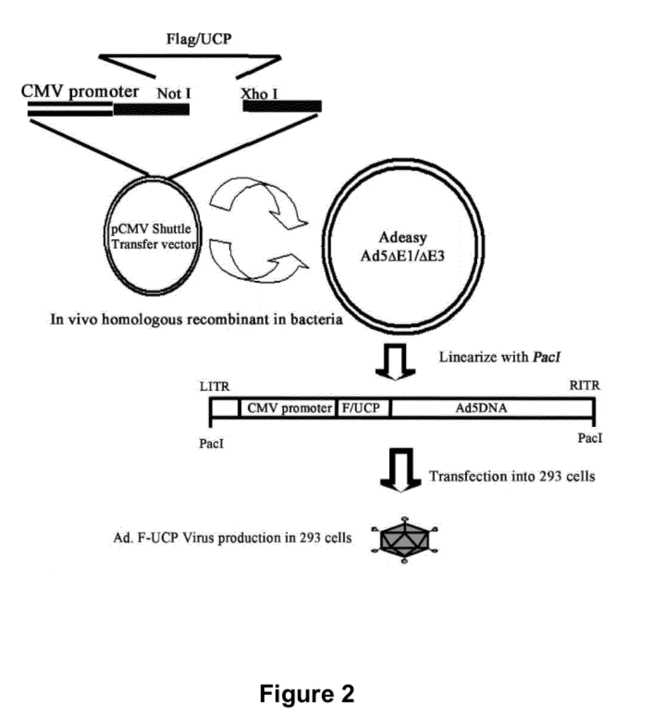 Method for therapeutic angiogenesis