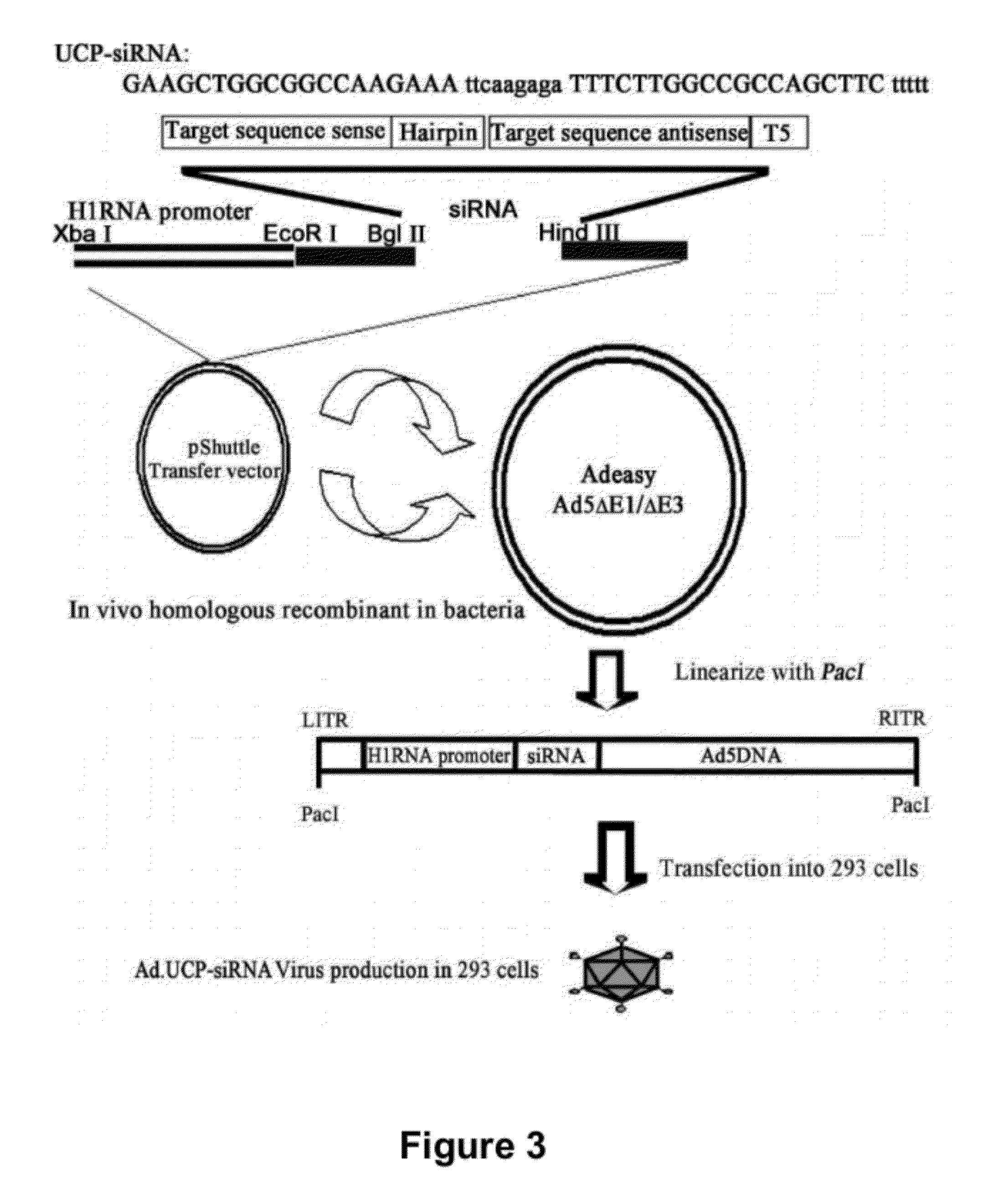 Method for therapeutic angiogenesis