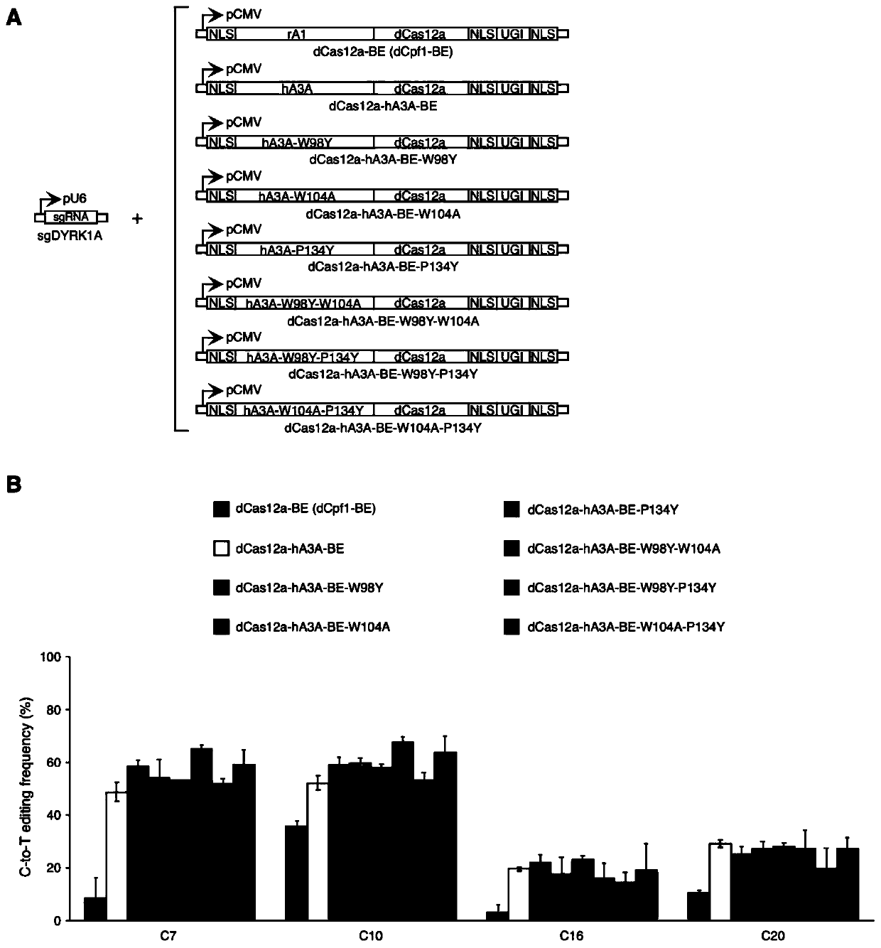 Base editing molecule and applications thereof