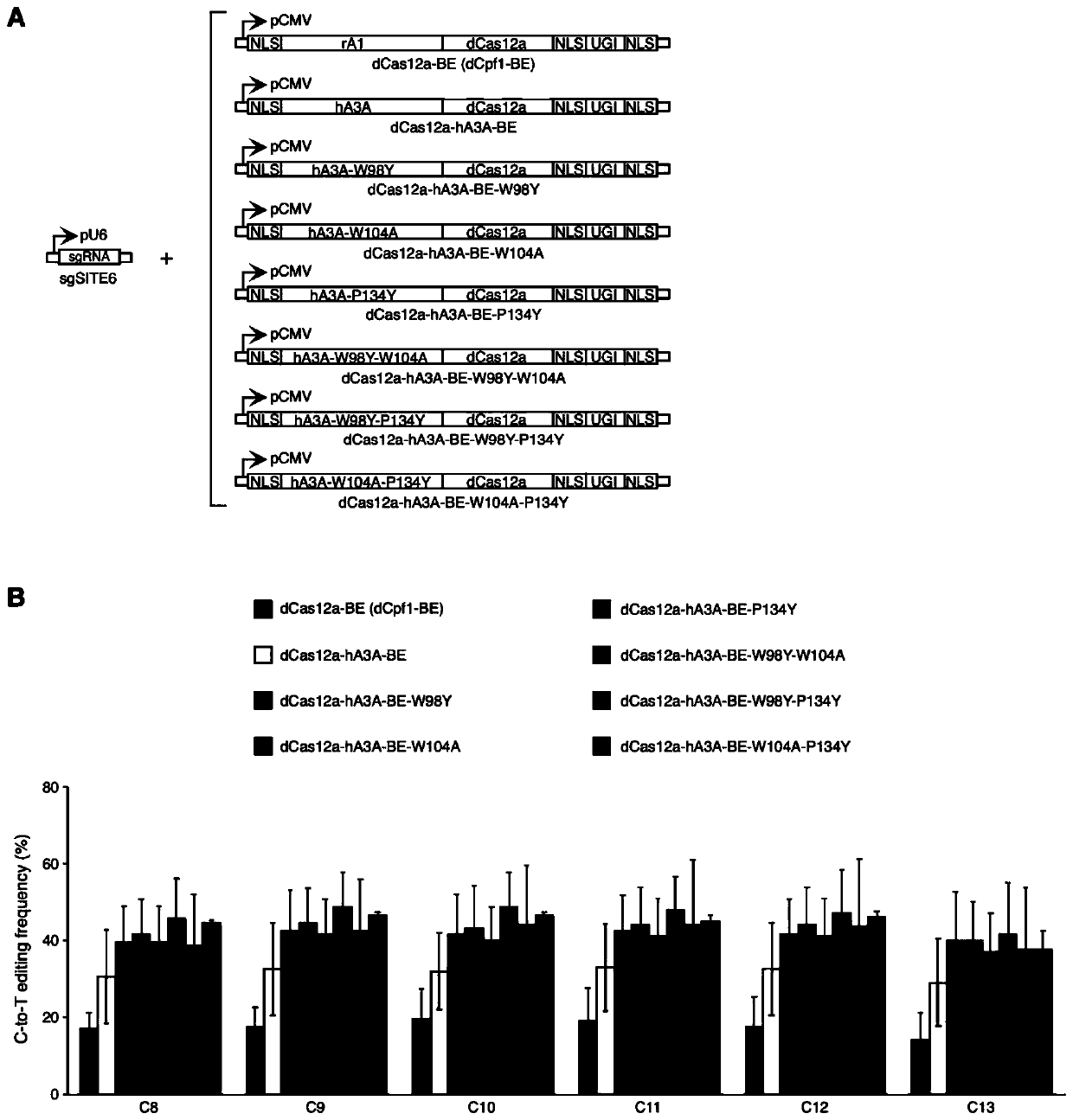 Base editing molecule and applications thereof