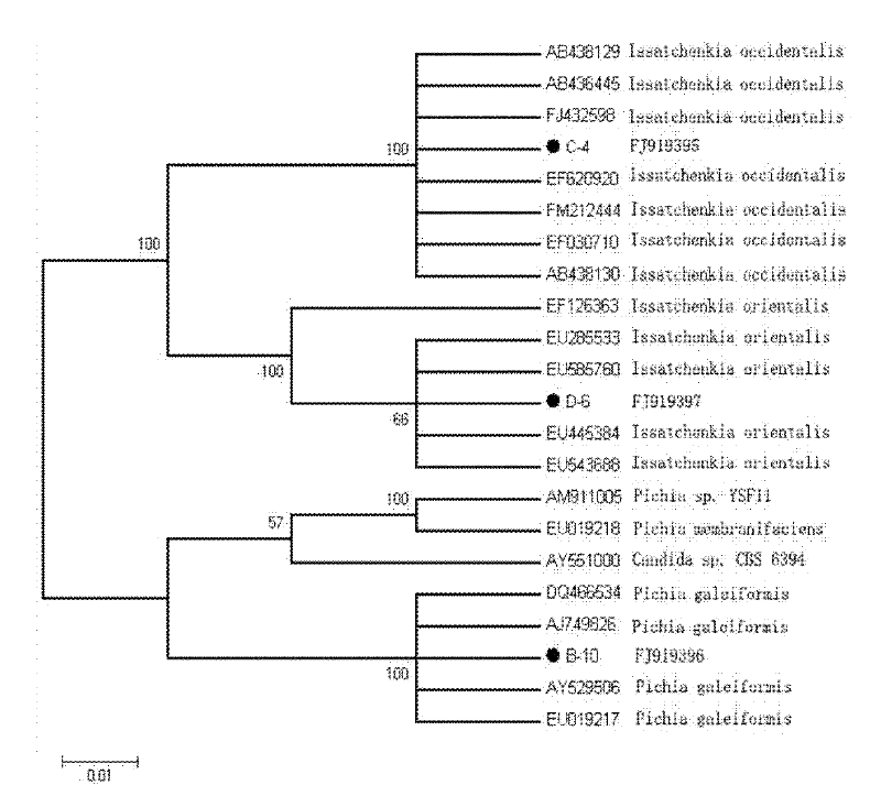 Novel pichia strain and method for mixing and culturing same to biologically detoxify hemicellulose hydrolysate