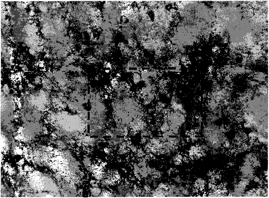 Method and device for establishing superficial sensory disturbance animal model