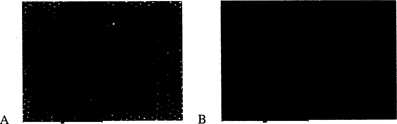 Preparation method of silicon and silicon germanium quantum point array