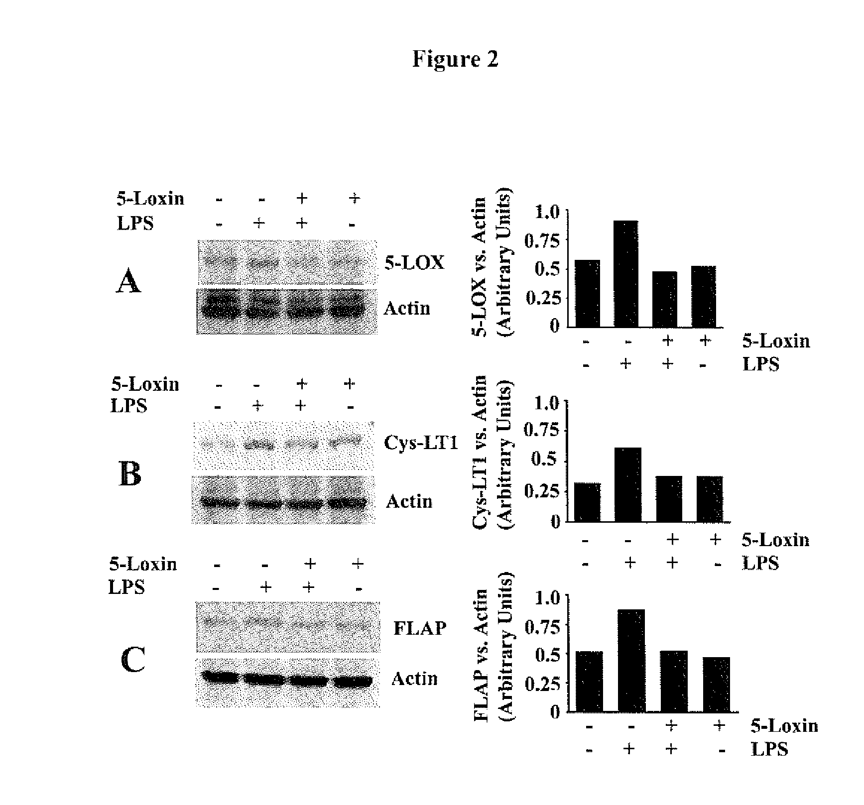 Anti-adipocyte fatty acid-binding protein (AP2), anti-flap and anti-CySLT1 receptor herbal compositions