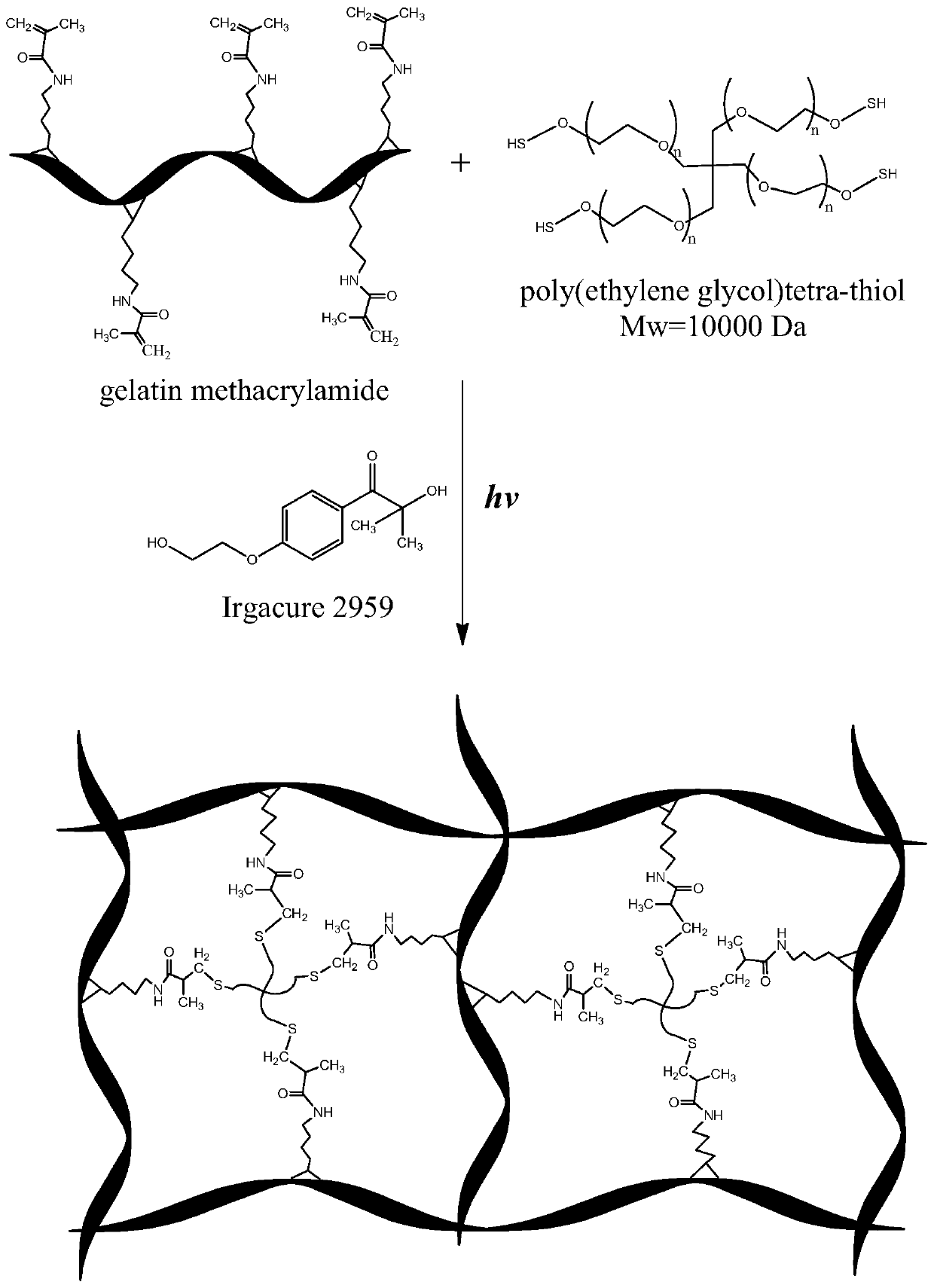 A kind of method and application of gelma macroporous hydrogel prepared by pickering emulsion method