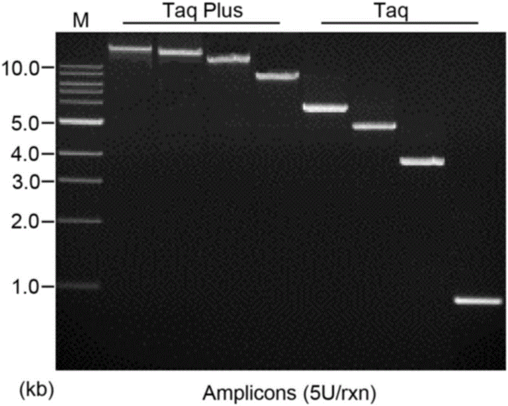 Taq Plus polymerase kit and usage method thereof