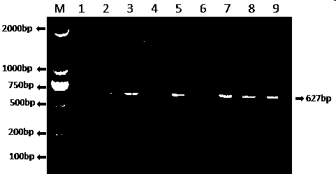 RT-PCR primer for rapidly detecting Ferlavirus and application of RT-PCR primer