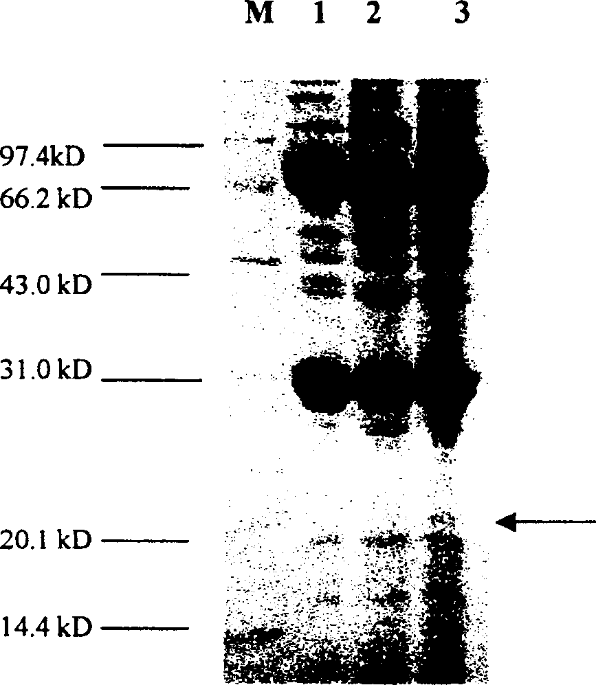 Method for producing anti-cancer medicine from silkworm