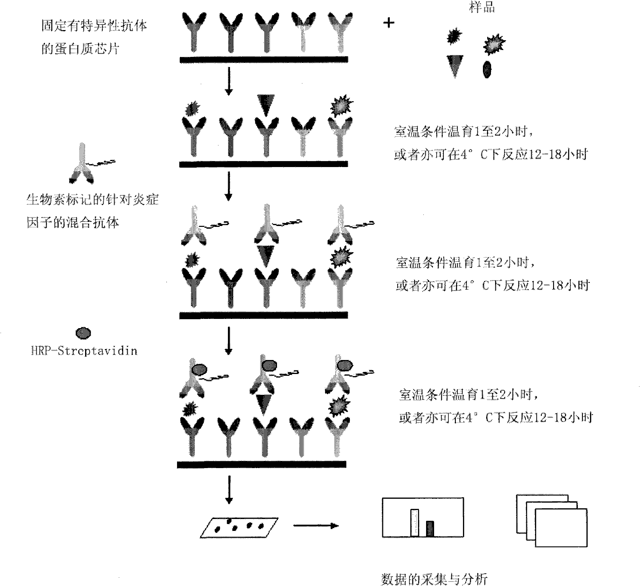 Protein chip kit for detecting inflammatory factors and preparation method thereof