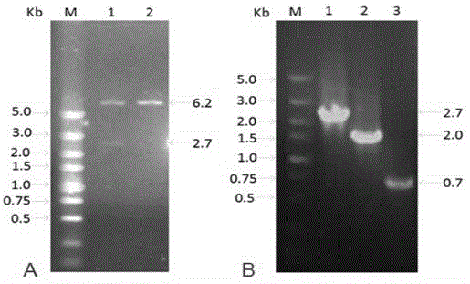 Herpes simplex virus I gene recombinant attenuated live vaccine and preparation method thereof