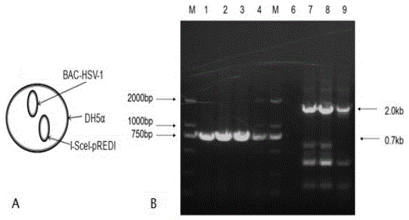 Herpes simplex virus I gene recombinant attenuated live vaccine and preparation method thereof