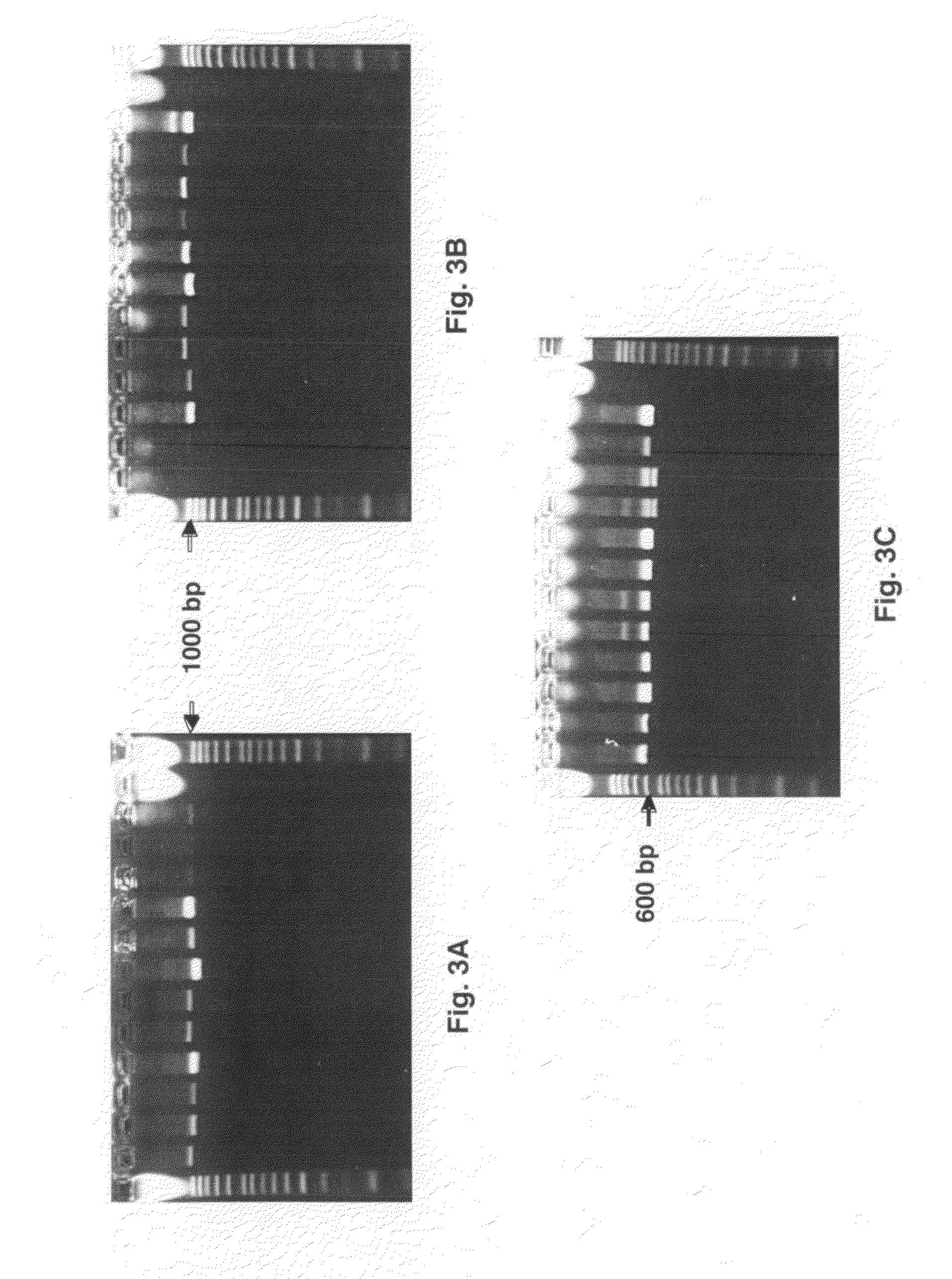 Methods for PCR and HLA typing using unpurified samples